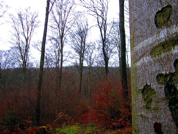 Wald "Stehwldchen"