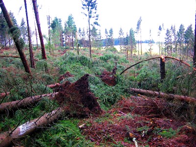 Sturmschden auf dem Stegskopf