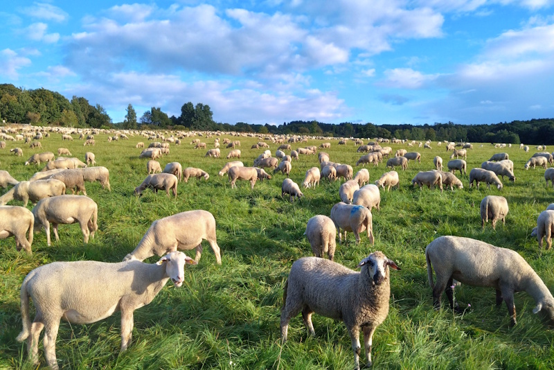 Schafherde oberhalb der "Struthweg"