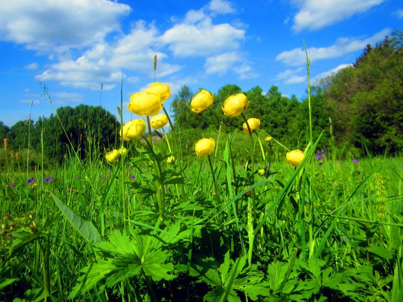 Blhende Trollblumen