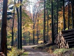 Waldweg oberhalb von Emmerzhausen.